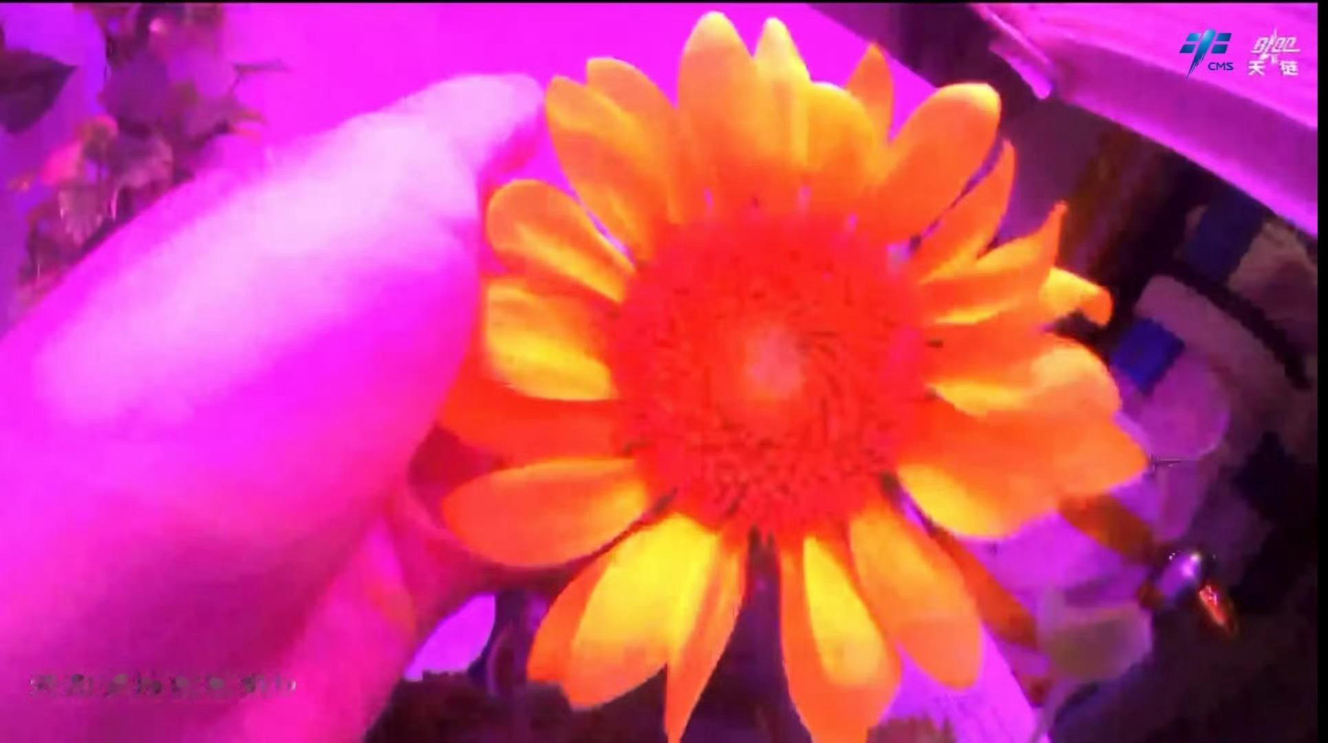 中国空间站种植的向日葵国际空间站种植的百日菊