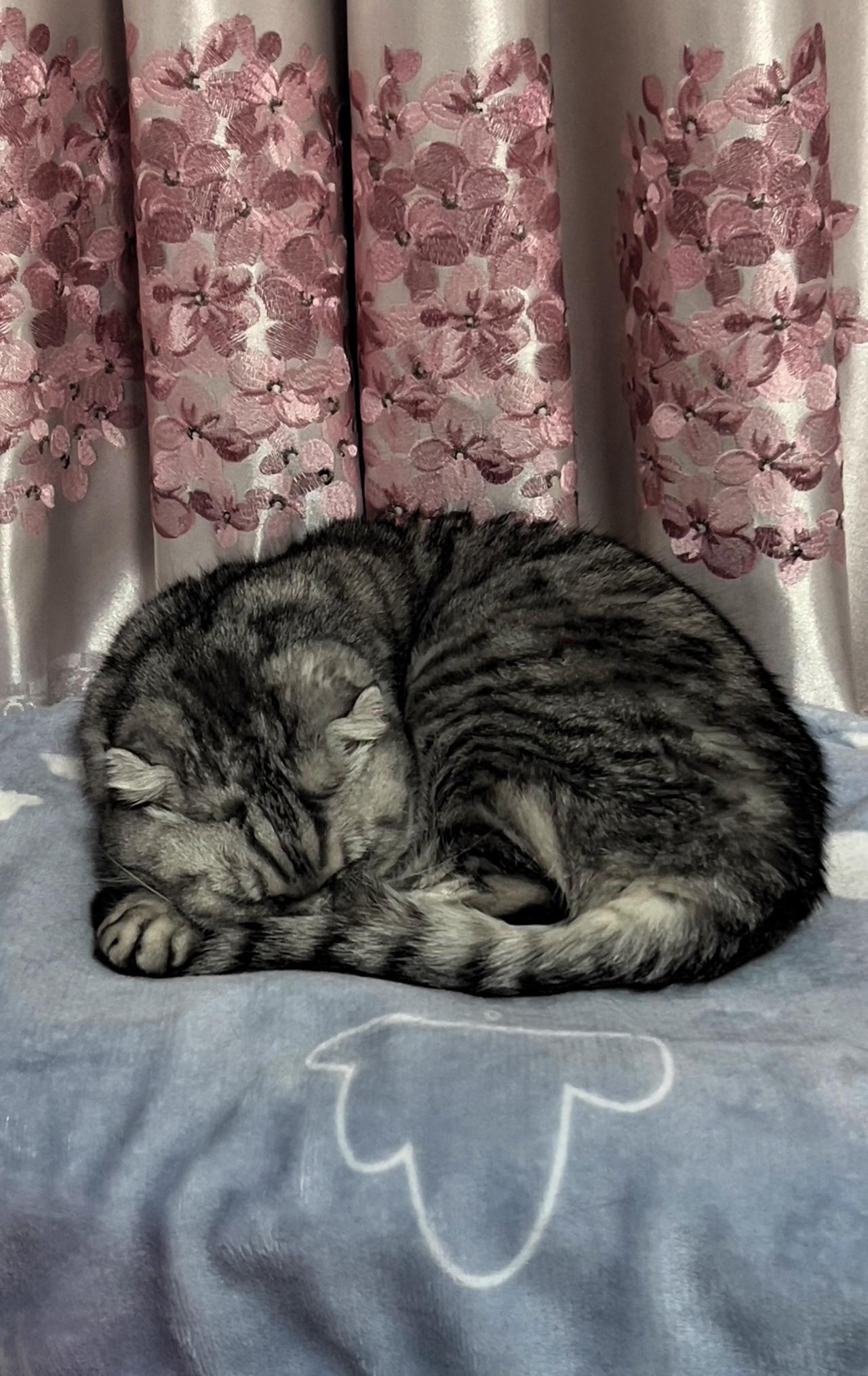 我超爱治愈系又可爱的猫咪！每次看到它们，心都要被萌化了。猫咪睡觉的样子真的也是很