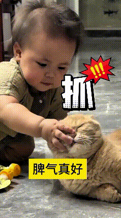看到这个视频，真是给我逗笑啦！这小娃才几个月大，跟小猫从小搭伴长大，小猫天天陪着