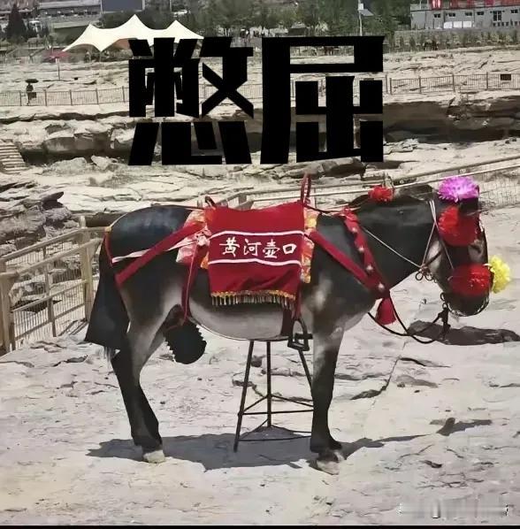 “巨婴”女游客的奇葩投诉，小毛驴遭罪了，造孽啊！最近壶口瀑布火🔥了，不是因
