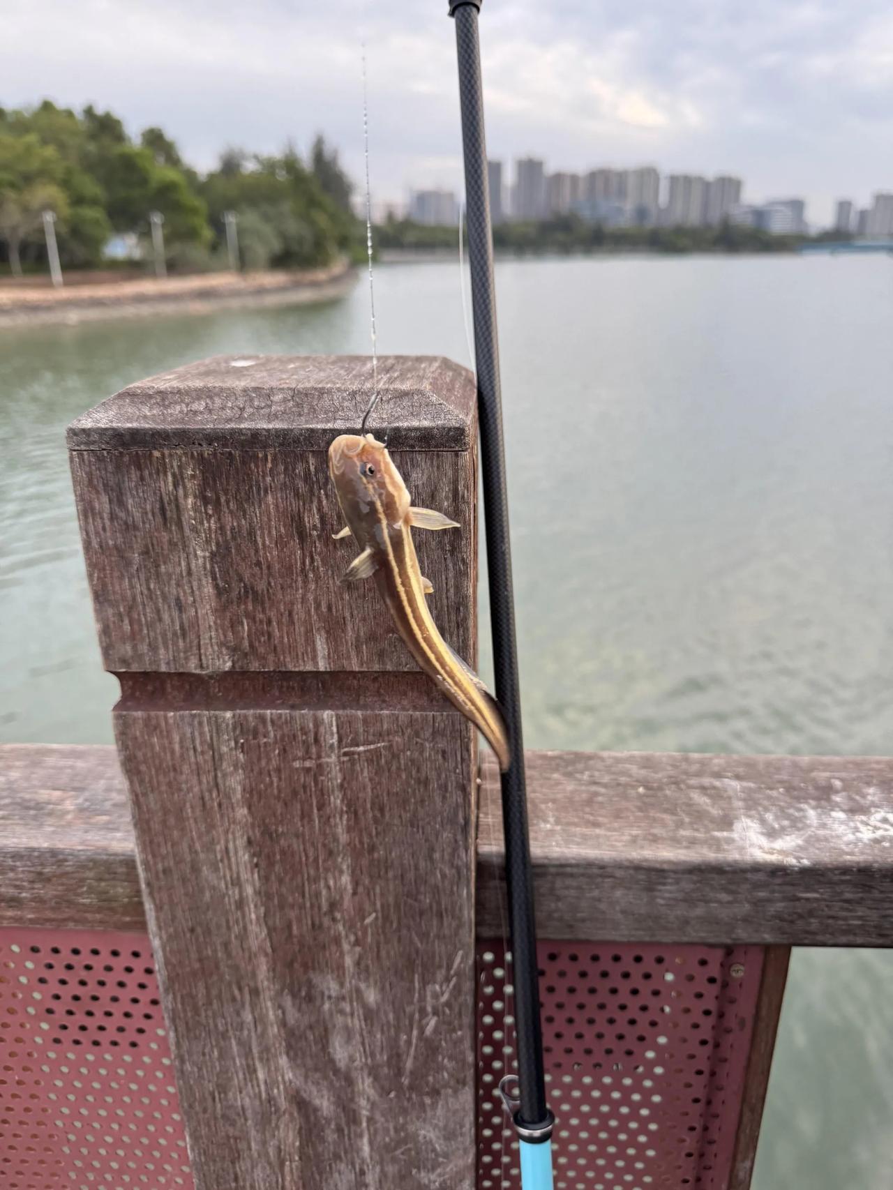 上了条鱼，请问是什么鱼啊