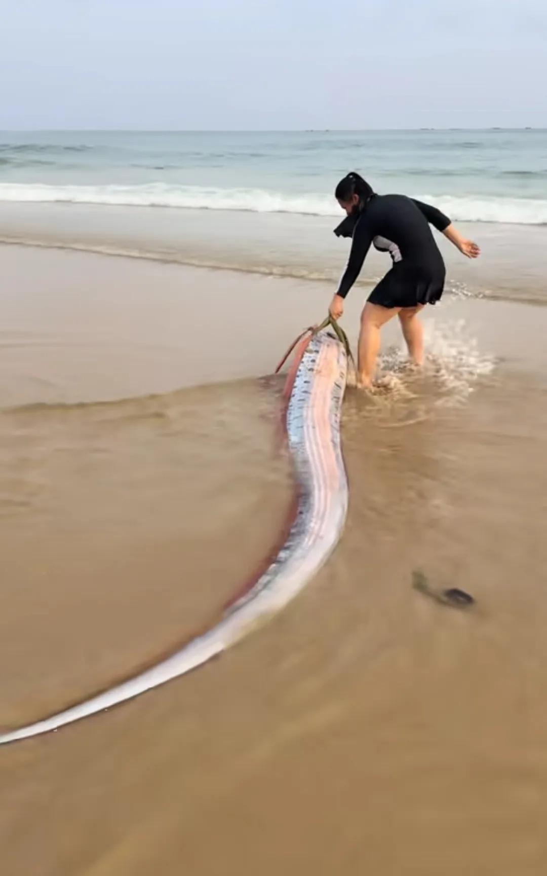 海南的陵水，出现一条皇带鱼，这种皇带鱼是深海才有的大鱼，一般能长到几十斤重。它的