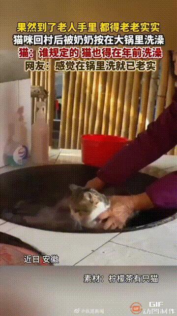 笑不活了！安徽一名女子养了一只小猫，它平时都跟着女子在城里生活，这次却跟着女子回