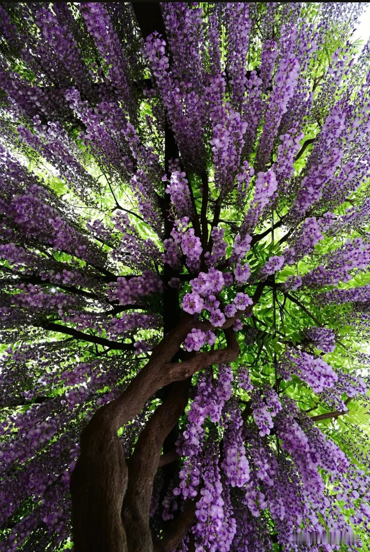 不必急着开花，也不必羡慕别人的花期。紫藤花的盛放，从来都不是一蹴而就的。它顺着藤