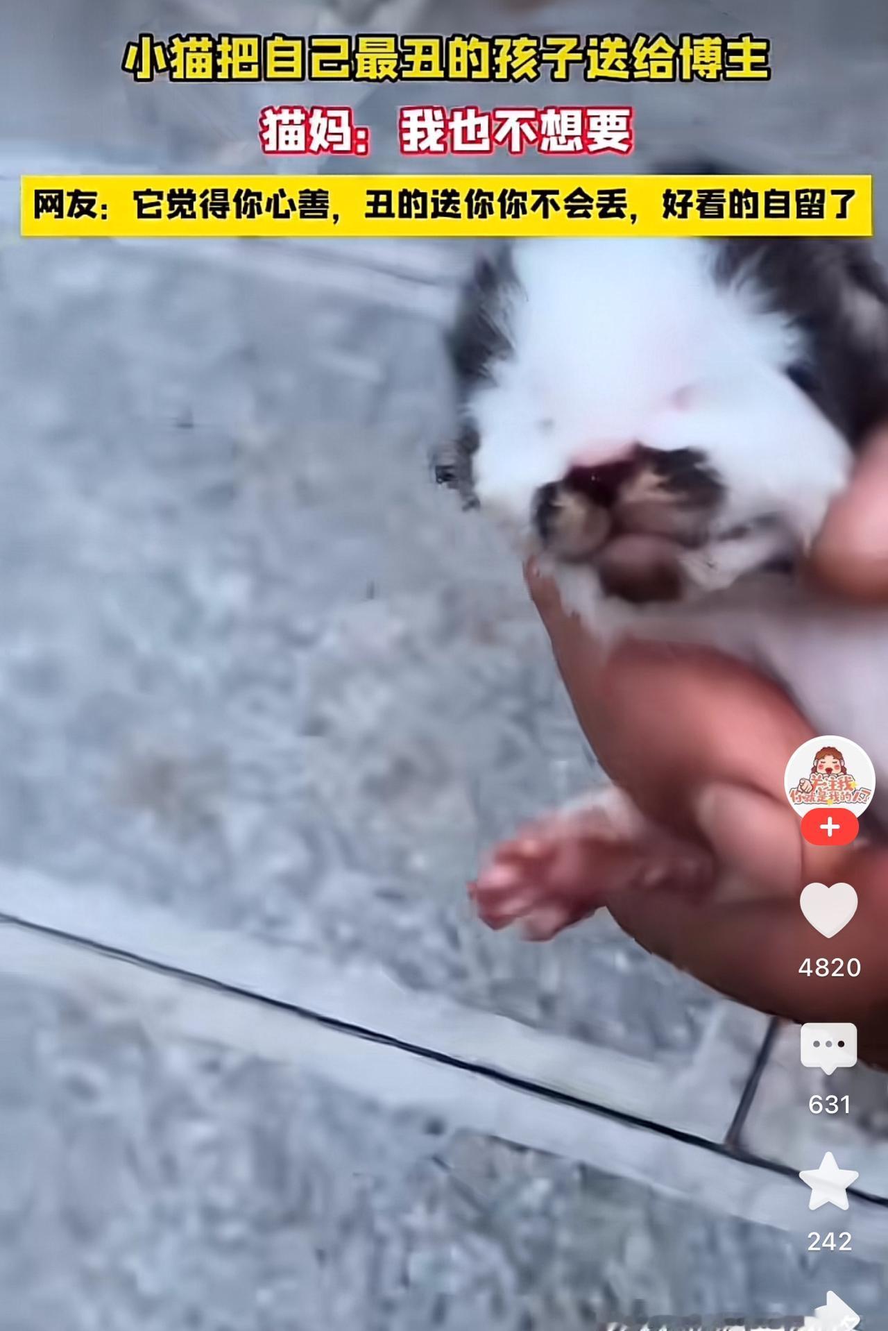 动物和人一样，颜值是非常重要的，就比如猫，有些猫丑的让人都不想养！甚至有些小猫丑