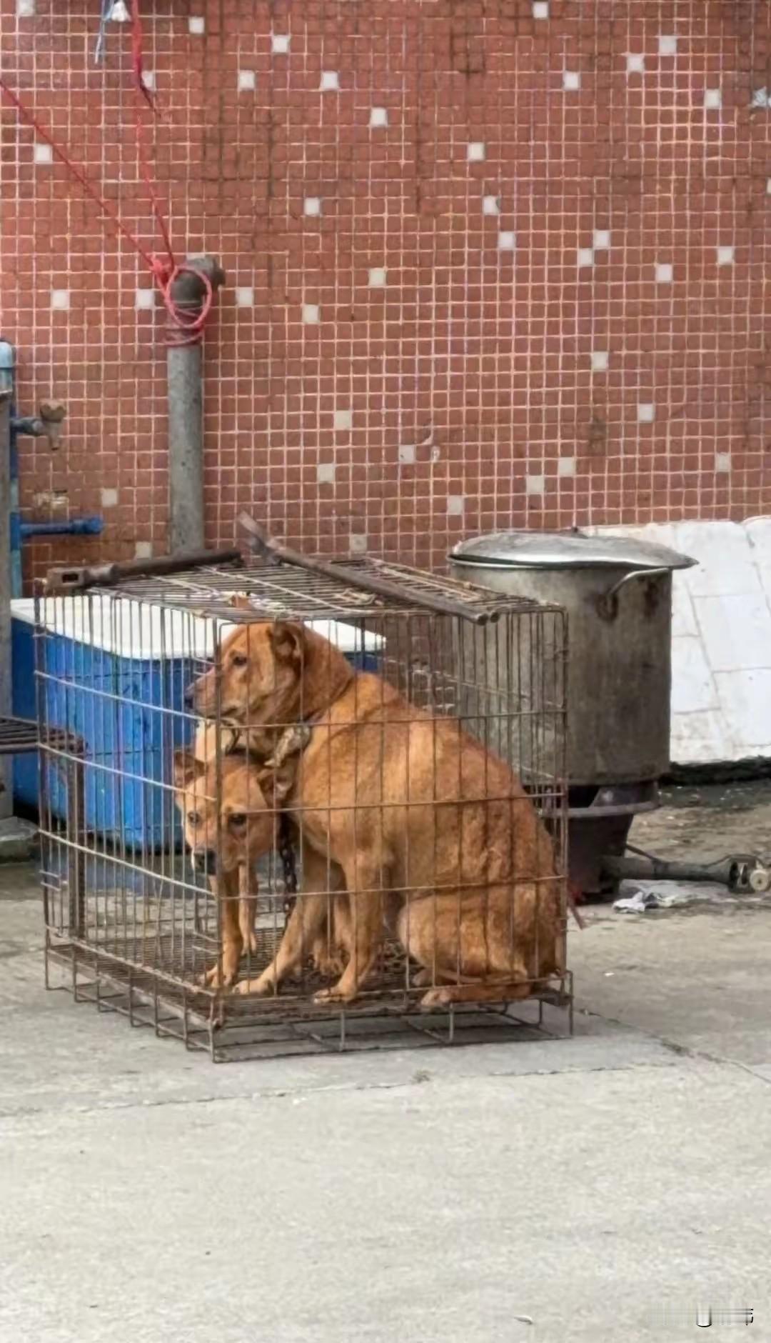 太可怜了，这天一位小姐姐和同事去一家饭店聚餐，由于去的比较早，于是就在饭店院子里
