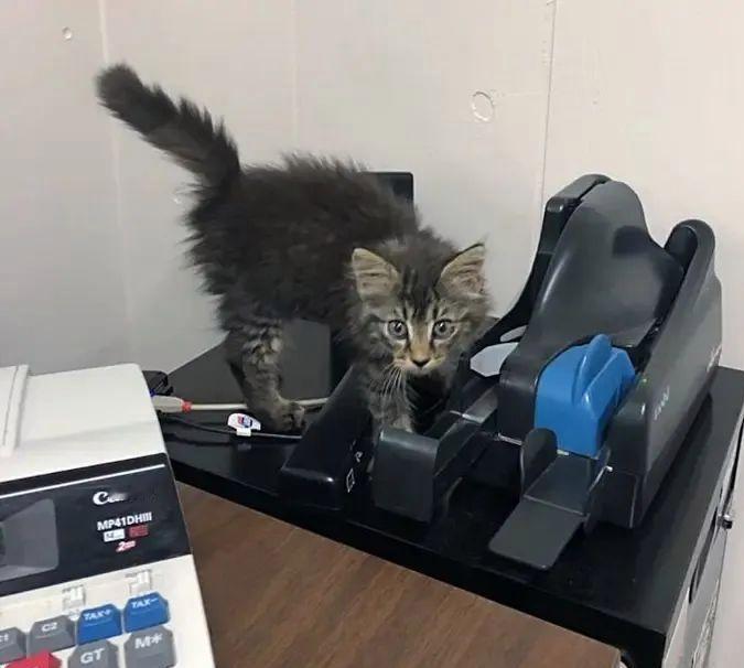 今天一只小猫闯进了公司，好几个保安才把它抓住，我刚出电梯的时候，就看见保安提着猫