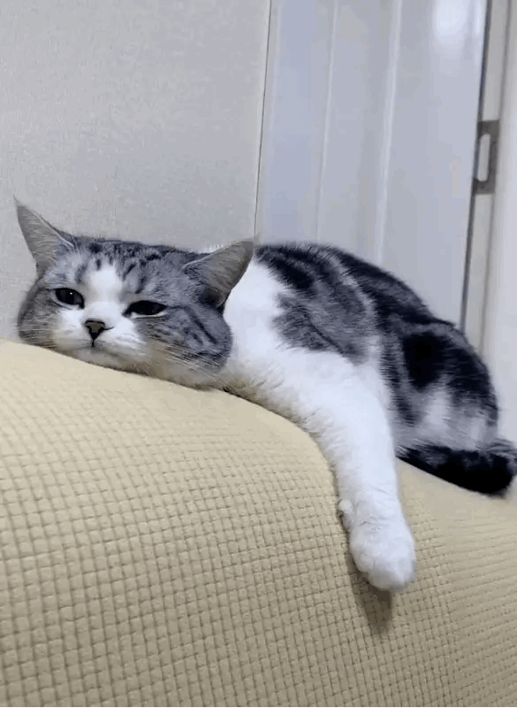 谁家还没有一只可爱的猫咪，对吧？