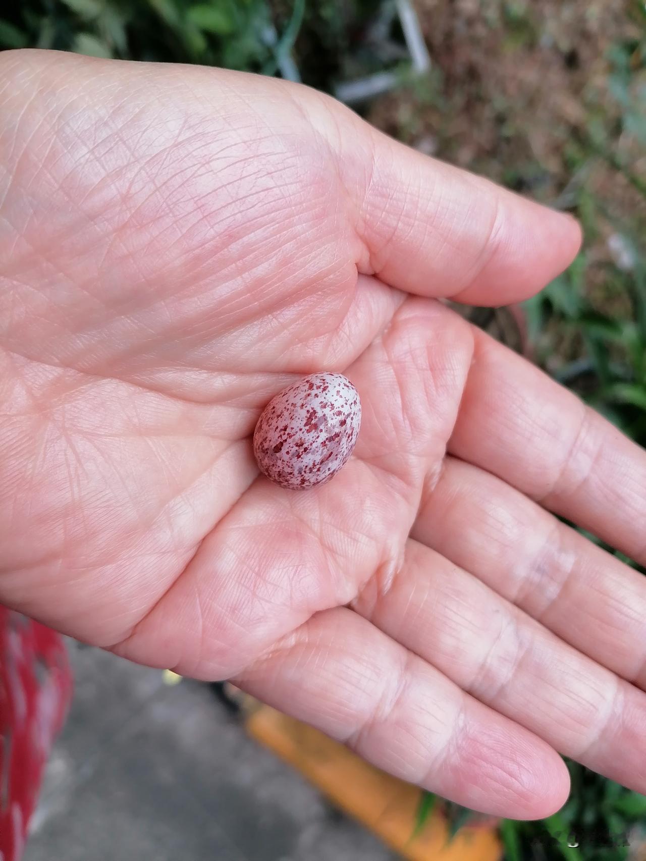 (⊙o⊙)哇！这是颗鸟蛋么？我竟然在我的花盆里捡到一颗蛋！🥚我要不