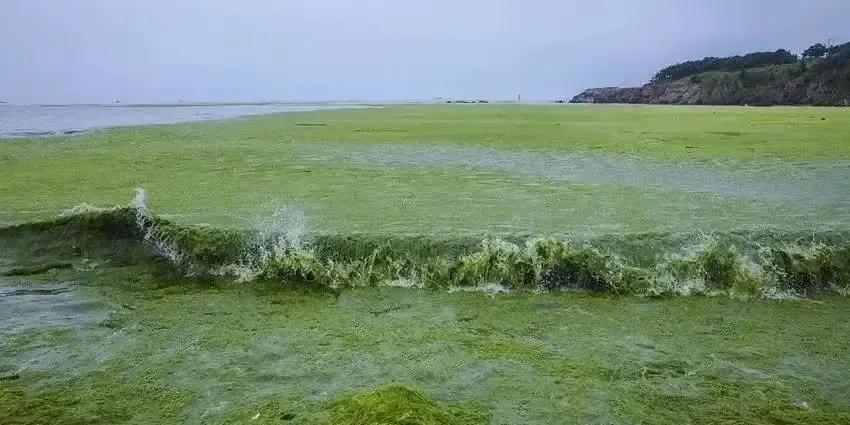 每年山东沿海都要清理浒苔。山东应该向江苏索赔，浒苔是江苏制造，但影响的是山东。