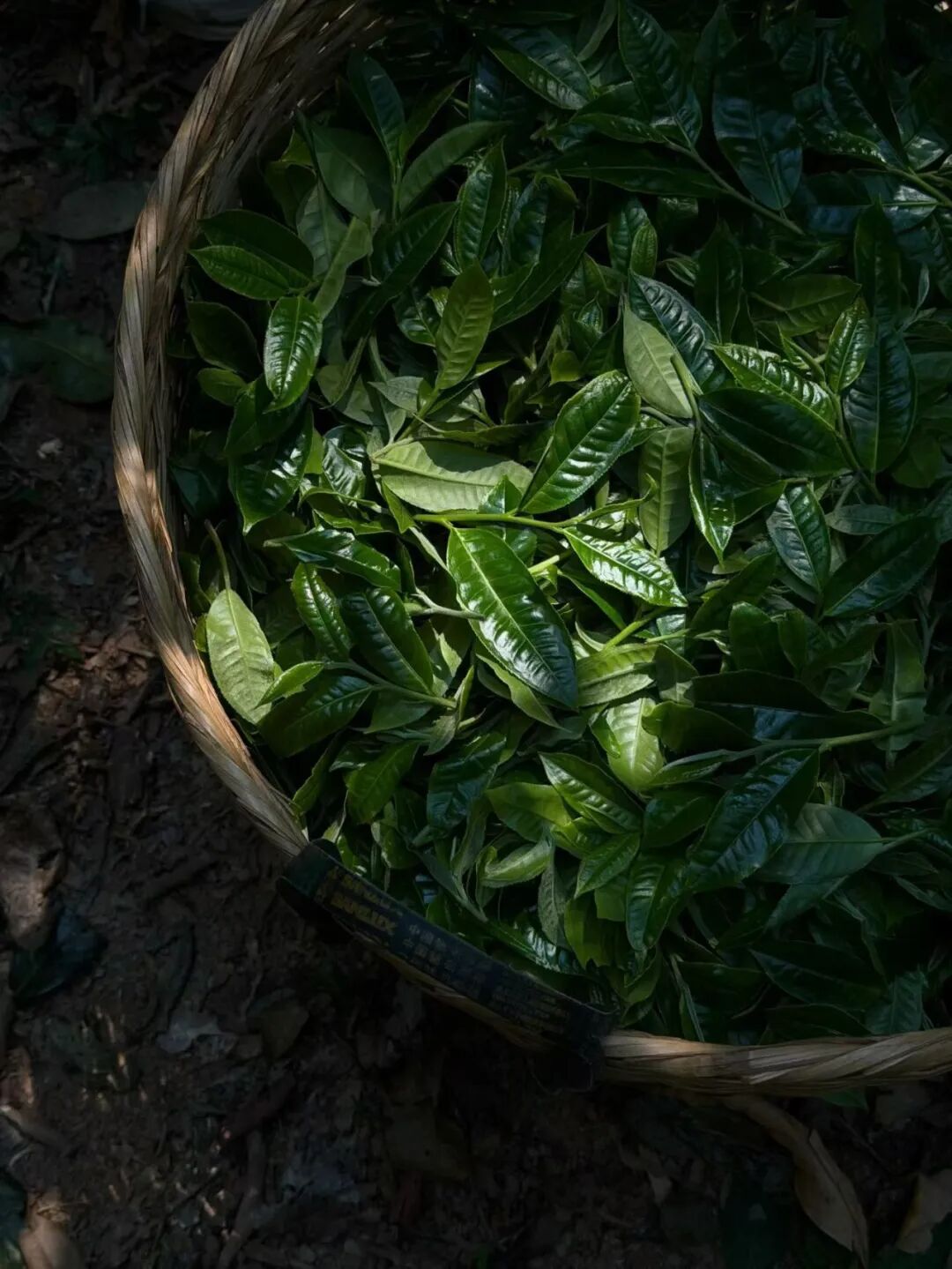文末福利 | 5.21国际茶日, 一杯茶递出东方礼遇