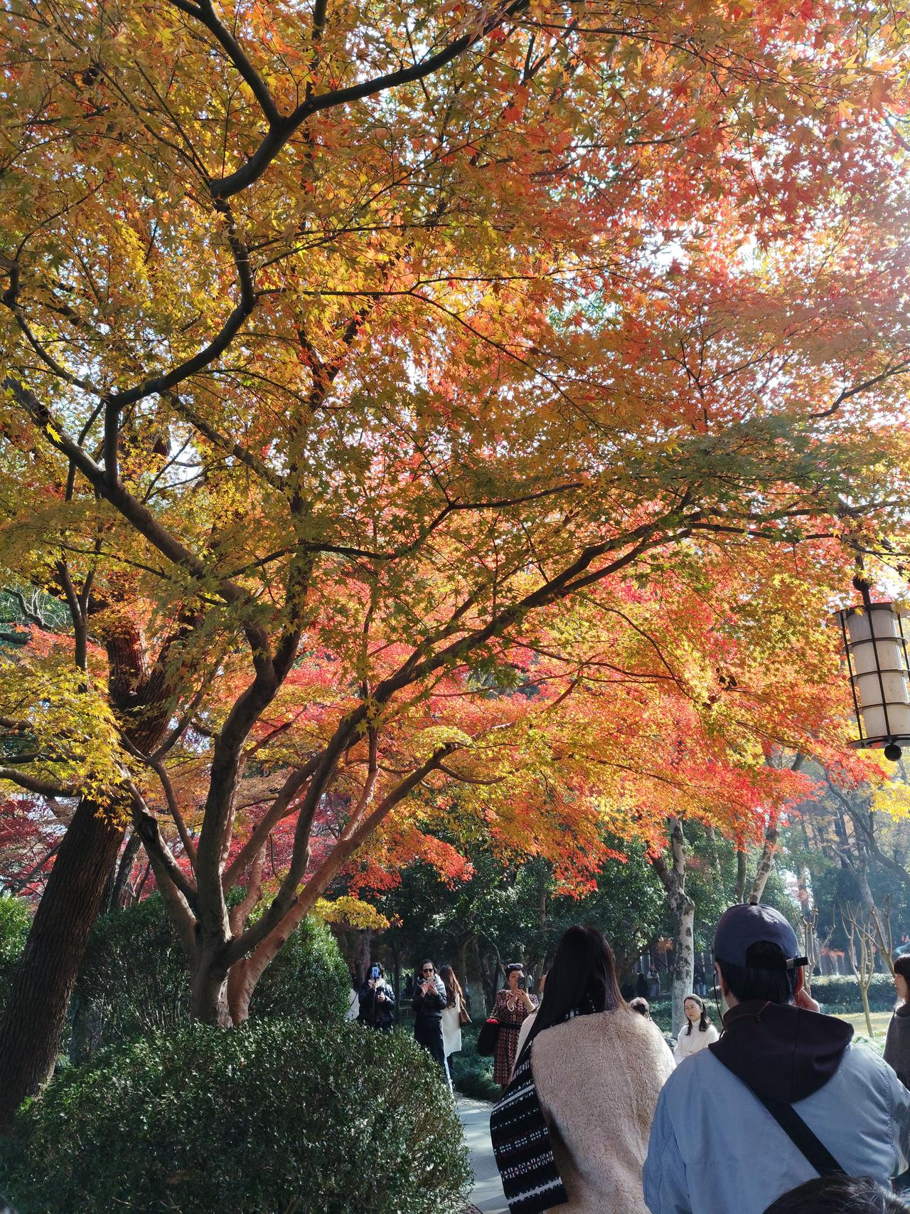 又快过年了。我今年还在犹豫是跟儿子媳妇一起过呢还是我回我自己的房子过。儿子结