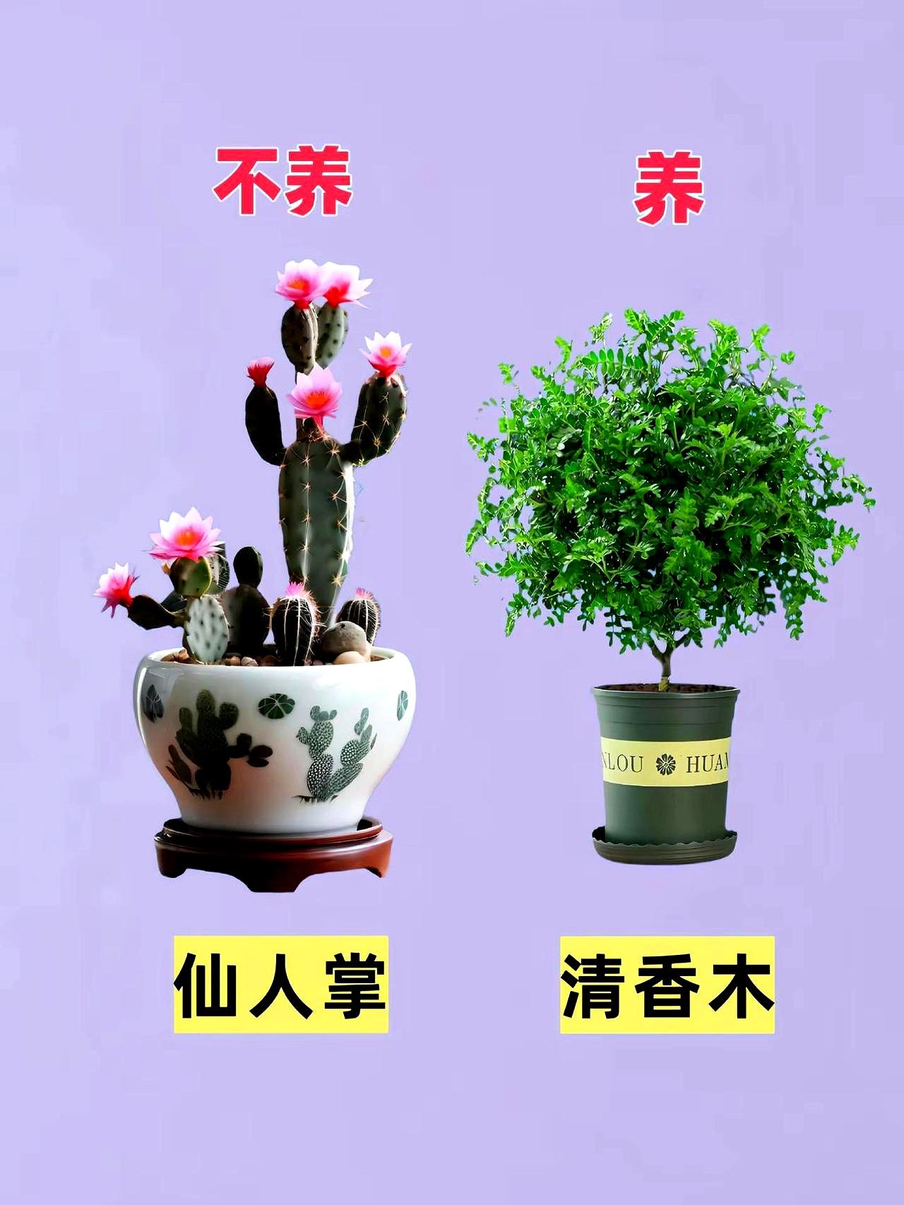 养花新手是不是经常对着各种绿植两眼一抹黑，不知道从哪盆下手？说白了，就怕选错，