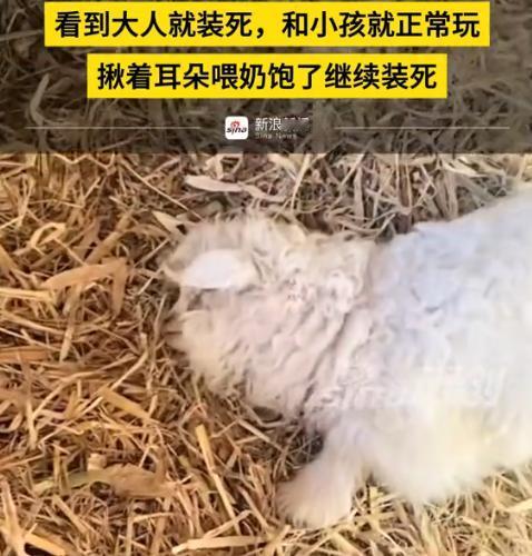 “笑不活了！”近日，宁夏石嘴山，一男子将家中的小羊拉到集市上卖，没想到小羊到了集