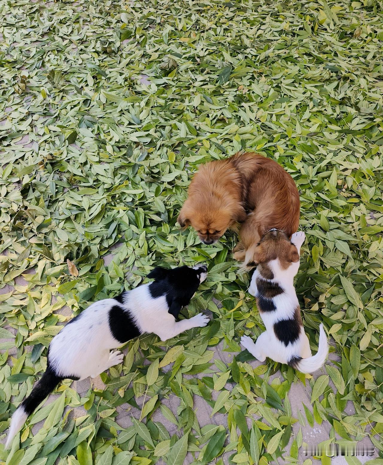 在养狗的实践中，发现一个有趣的现象，无论是狗爸爸还是狗妈妈，对孩子的关心都是不够