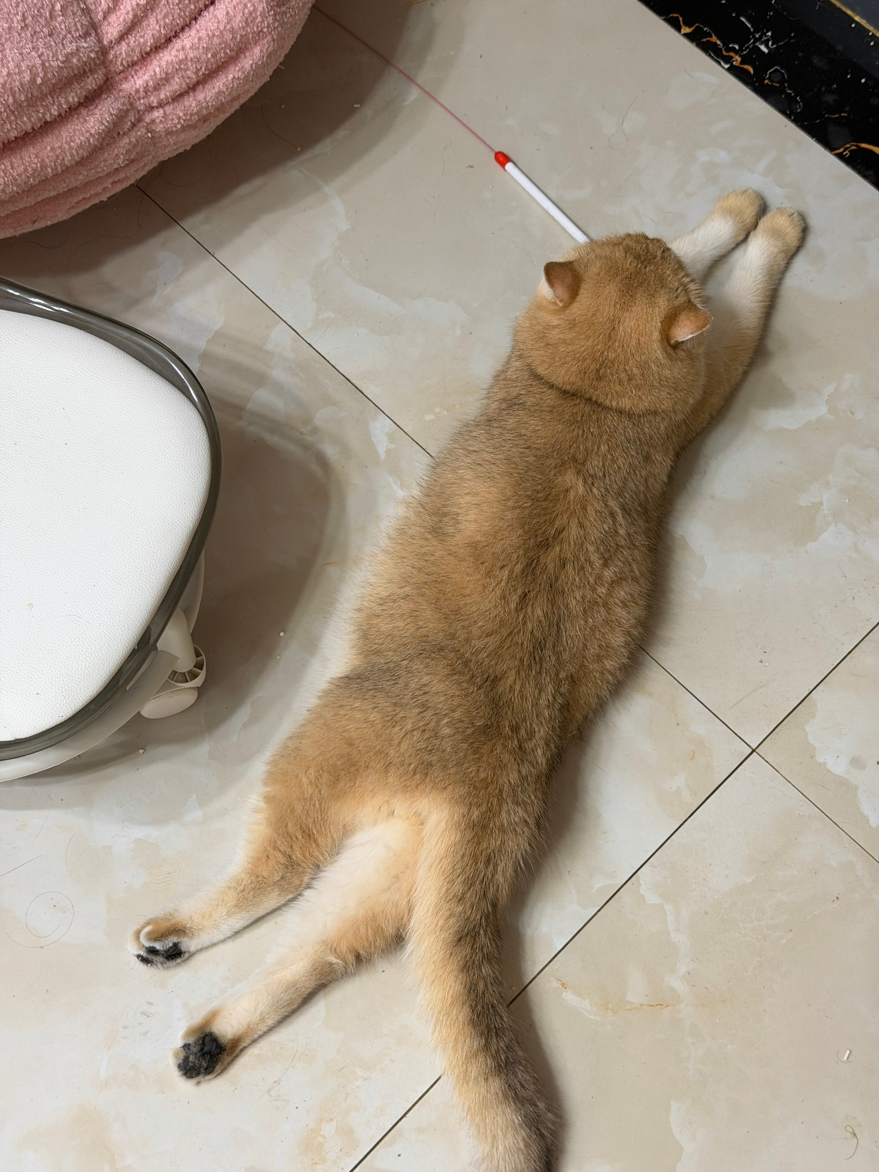 哎哟每天的时间就是这样被浪费的到客厅走一圈看到小猫这样趴着谁能忍住不撸一把