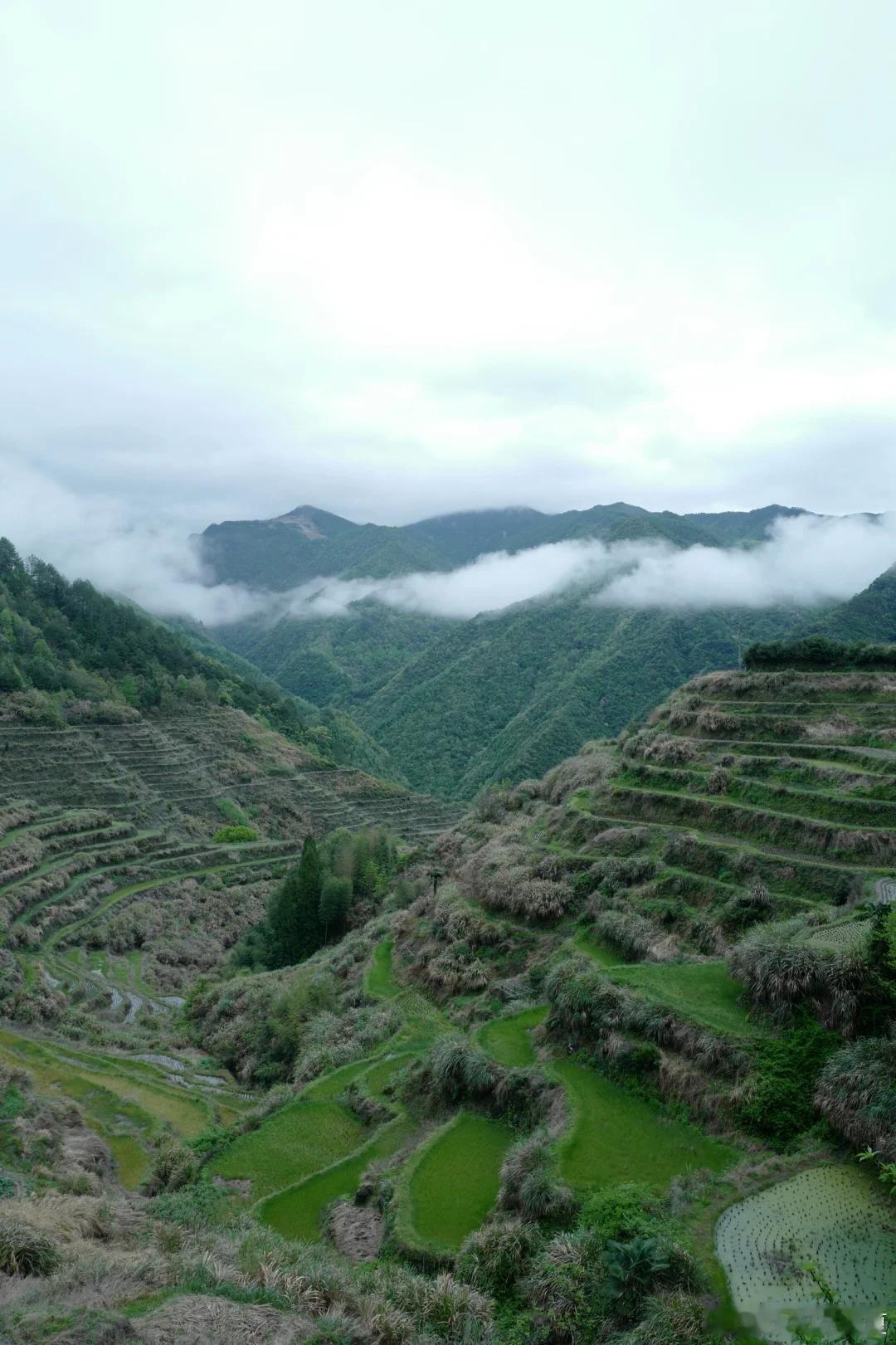 景宁深山里的小佐村，藏着江南第一陡峭梯田，畲族人依深山而居，云海翻涌时整个村子像