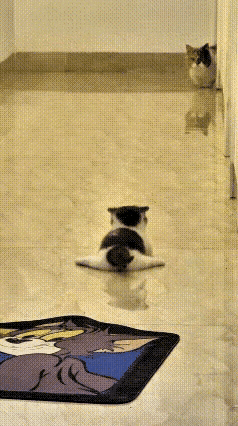 笑不活了！这主人绝对给地板打了八层蜡，滑得跟溜冰场一样！猫妈妈带小猫串门，小奶