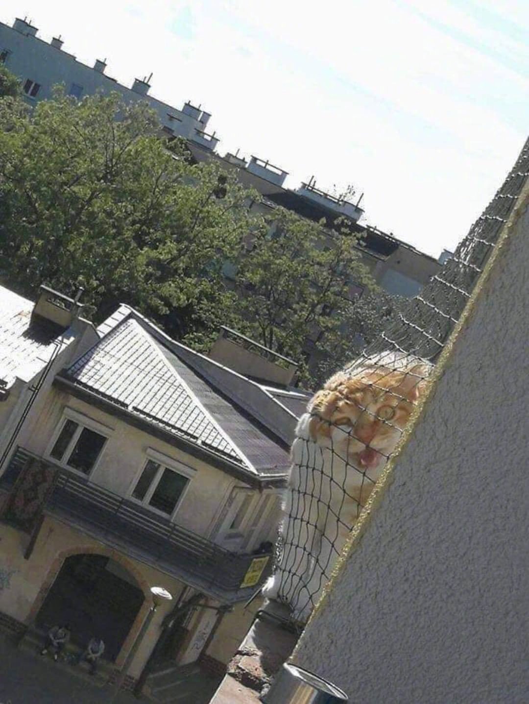 😾：嗨，新搬来的邻居你好啊，晚些时候我会去拜访你的！