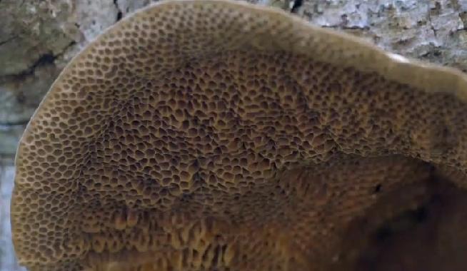 食毒蘑菇3人送命最近，贵州毕节市七星关区亮岩镇太极村，5人食用条盖盔孢伞菇，3