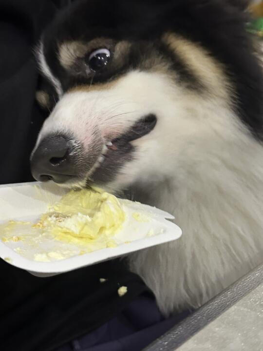 狗吞虎咽