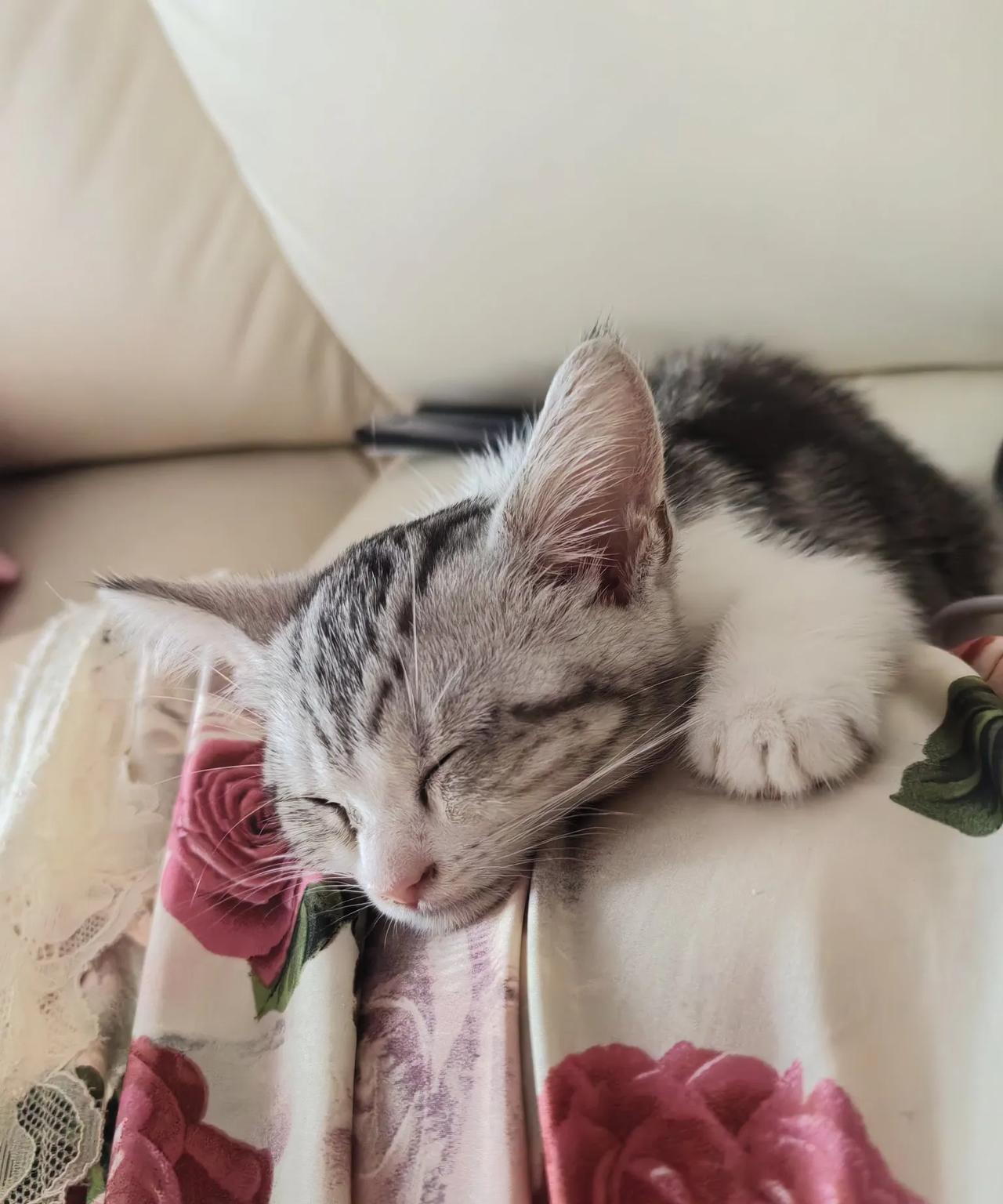 早上起来，看到老公的眼睛肿了，小猫的死让他很难过，埋它的时候，他流泪了。小猫叫