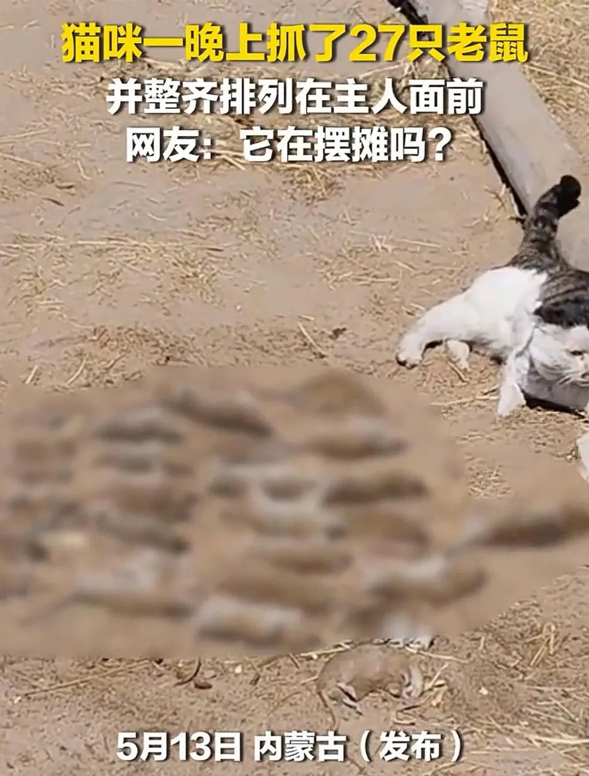看到这猫的战果就想起了我家的猫，借给邻居家抓老鼠，一晚上抓了五只，也是整整齐齐的