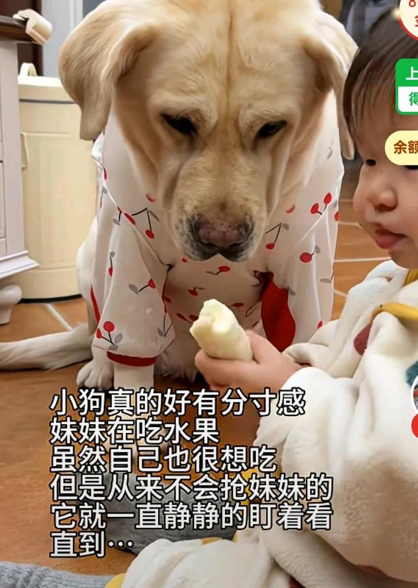 狗狗真的好有分寸感,妹妹在旁边吃水果,狗狗看着虽然很想吃,但是也没有张口,从来