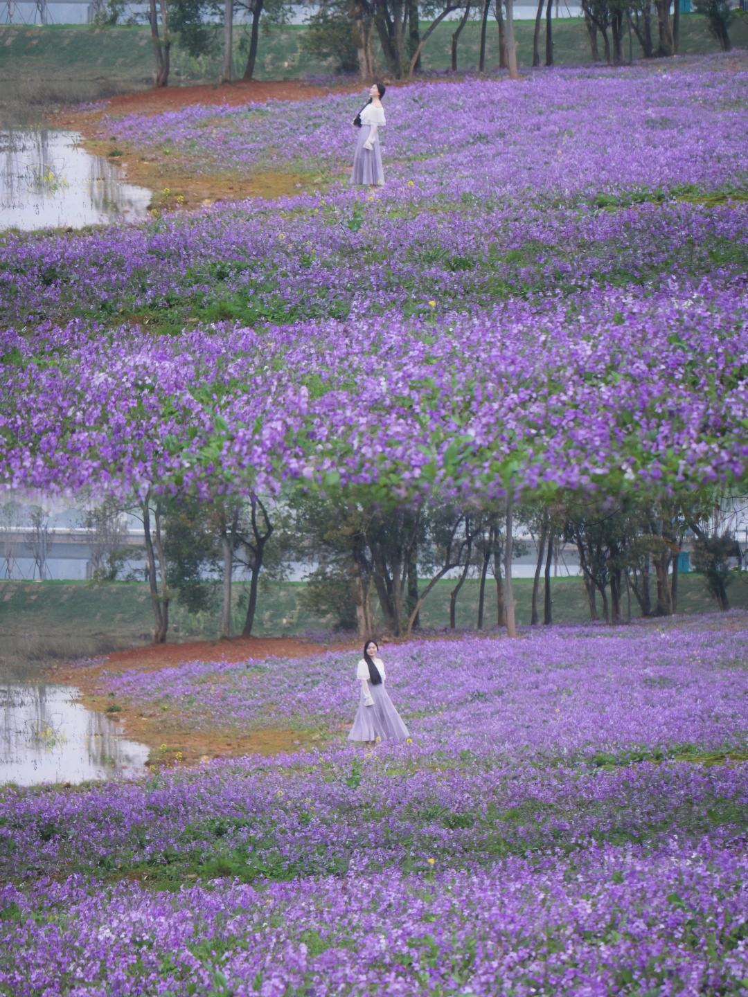 在南昌邂逅一片紫色花海🔮