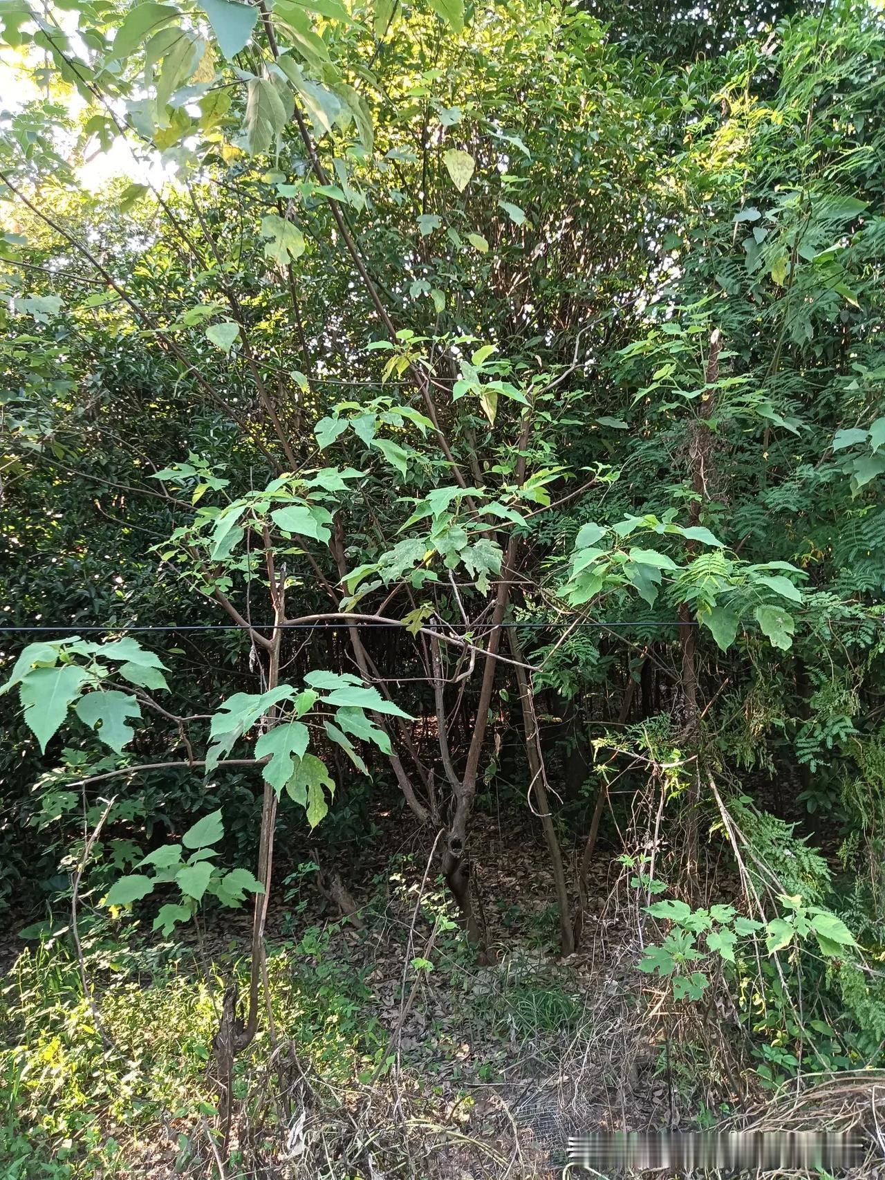 川西自驾游🚗时间:15天费用:3900元住宿:帐篷+酒店又到了一年一次