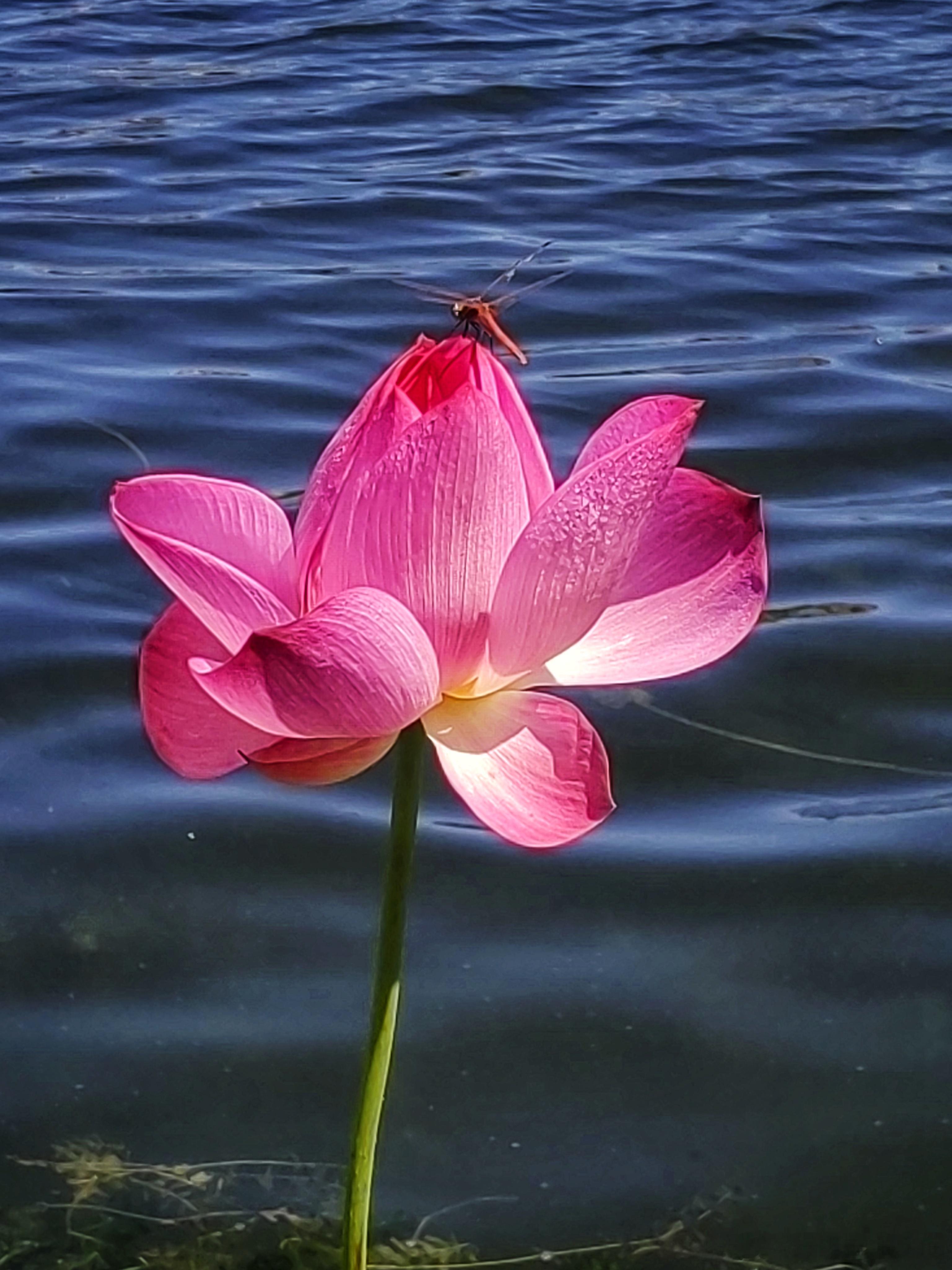 莲花池公园荷花还是那么的美摄影​​​