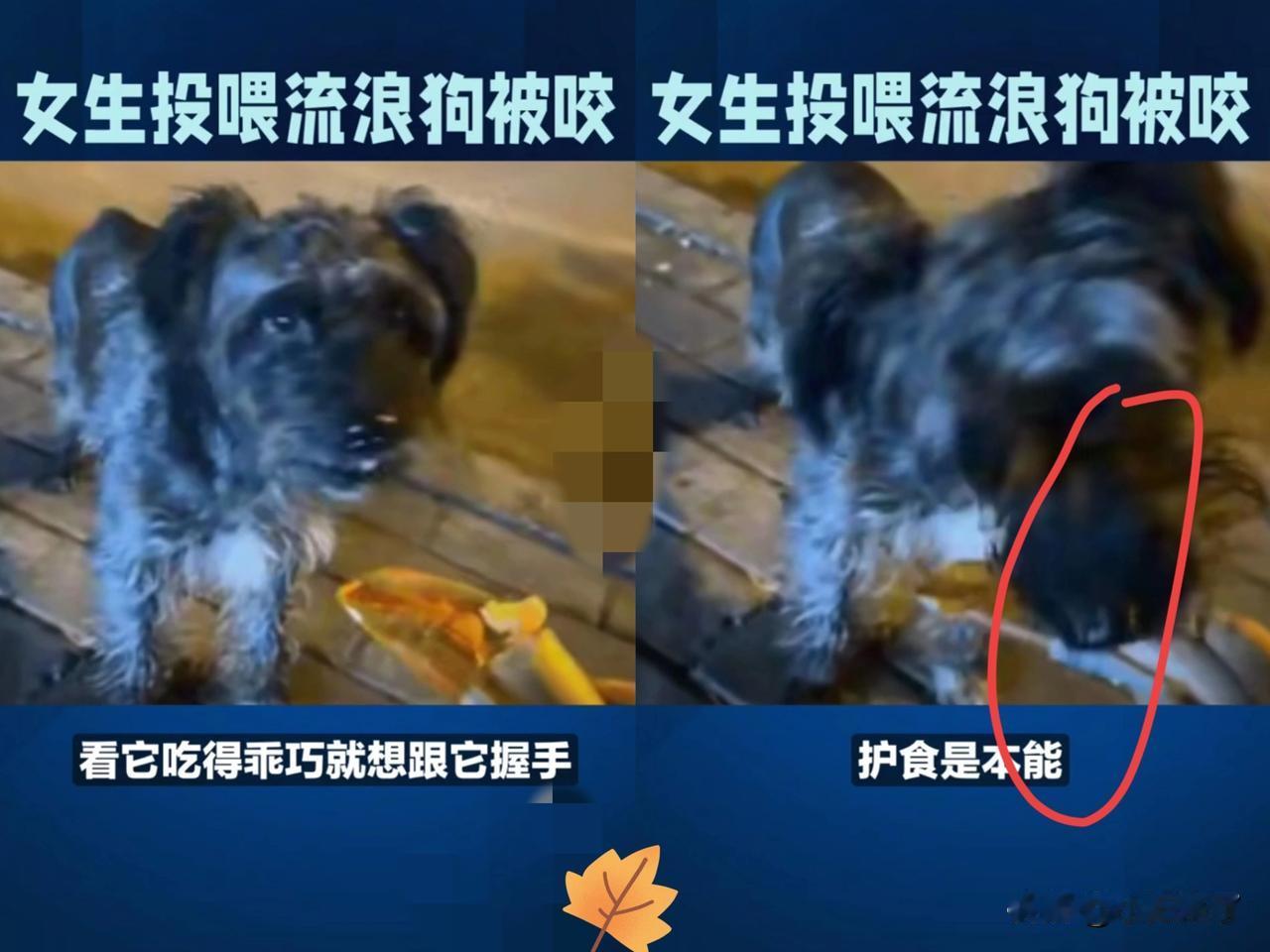 “悲剧还是发生了！”一女子在路边遇到一只流浪狗，看上去挺可怜，于是，好心拿出火腿