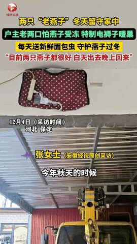 太有灵性了！河北一对老夫妻回家，发现一群燕子站成一排，准备南飞过冬！本以为它们会