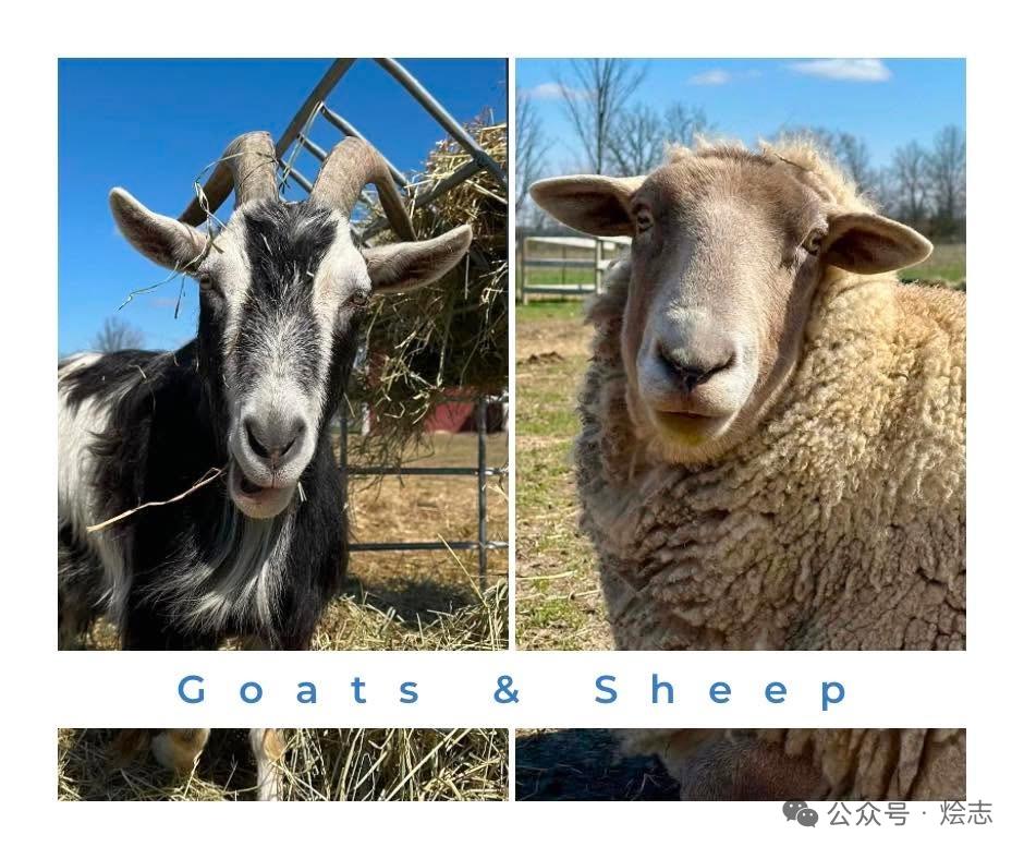 为什么中国山羊绵羊都叫羊，西方严格区分Goat和Sheep很多人都会疑惑：