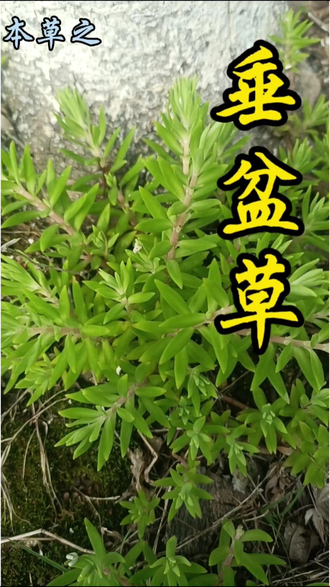 小时候常被叫做狗牙的路边小草，原来有个好听的名字叫垂盆草。它看似普通，却兼具保健