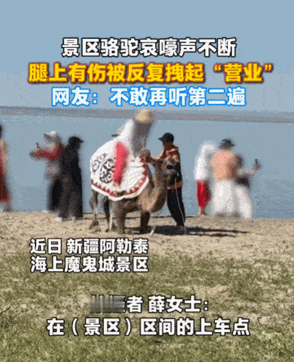 6月17日报道！新疆阿勒泰，一女子正在游玩，突然听到骆驼哀嚎声。不同于骆驼日常