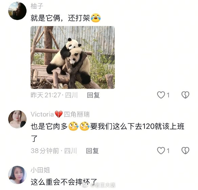 终于知道为什么大熊猫数量这么稀少了