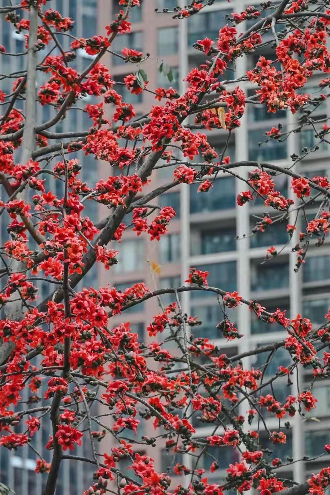 紧急提醒！南宁街头木棉花盛放，千万别捡回家煲汤！很多人都不知情春日的南宁，是