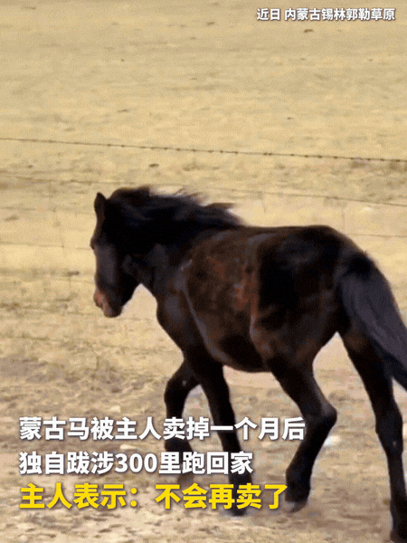 太有灵性了！内蒙古锡林郭勒草原上，一匹蒙古马被主人卖掉一个月后，居然跨越300公