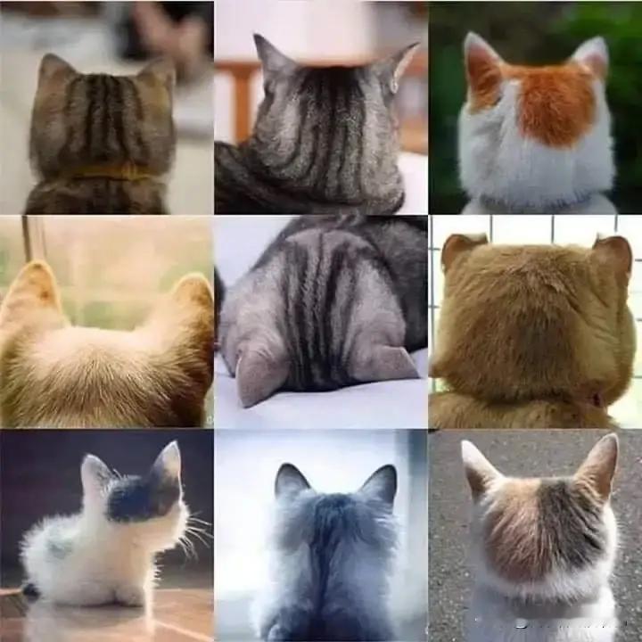 猫猫后脑勺子…好可爱呀！