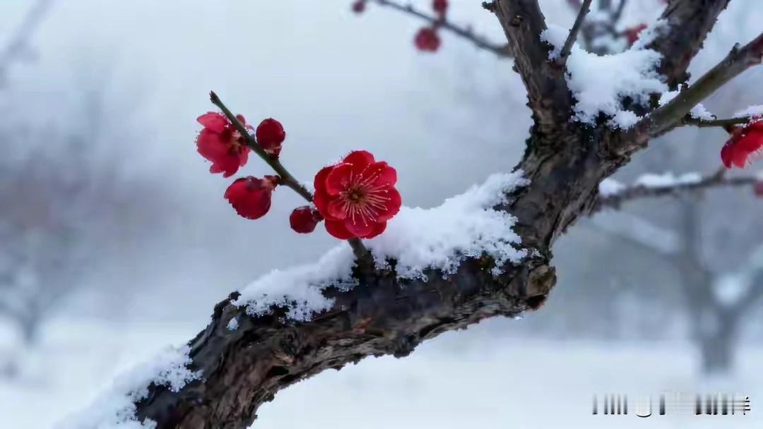 梅花欢喜漫天雪，凌寒独放亦是我。潇潇洒洒降人间，一片丹心红似火。