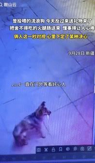 “万物皆有灵！”9月29日新疆一流浪狗跑到曾投喂过它的男子面前，本以为它是来索要