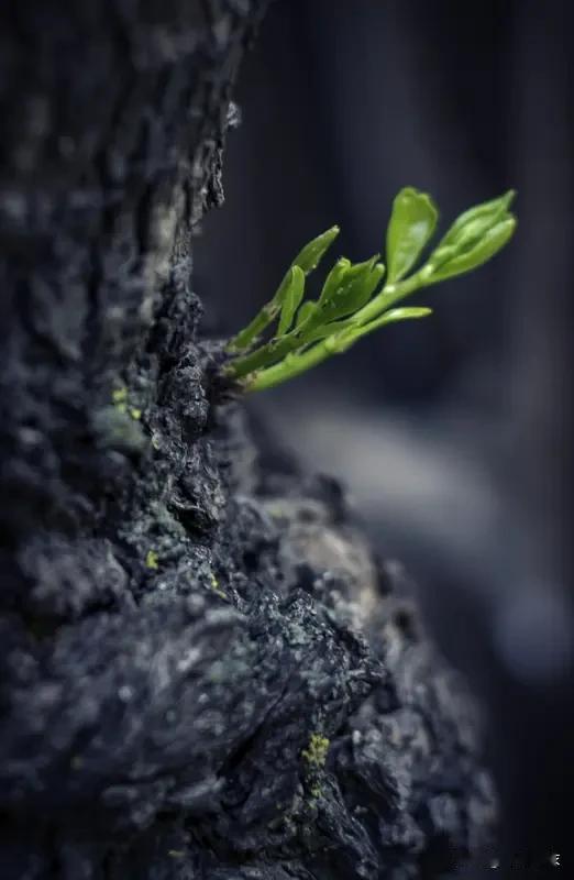 你从小到大经历了那么多苦难，直面了人性的各种阴暗、丑恶，却依然没有失去自我，