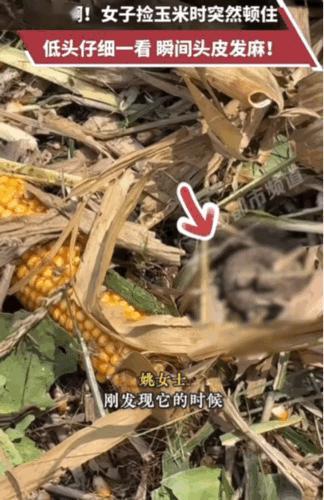 “谁遇到了都会头皮发麻”。河南，姚女士在地里捡玉米时，突然发现离自己不远处，好像