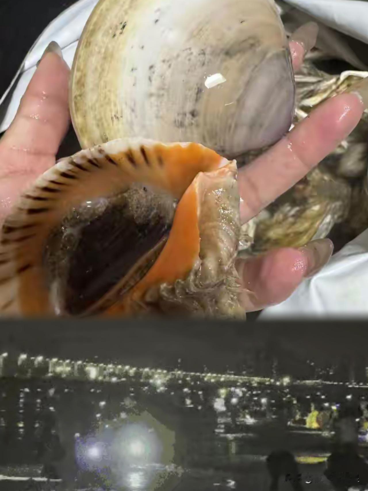 青岛赶海爆火？有海鲜吃！我的天！2小时捡60斤海鲜，网友直呼“实现海鲜自由”