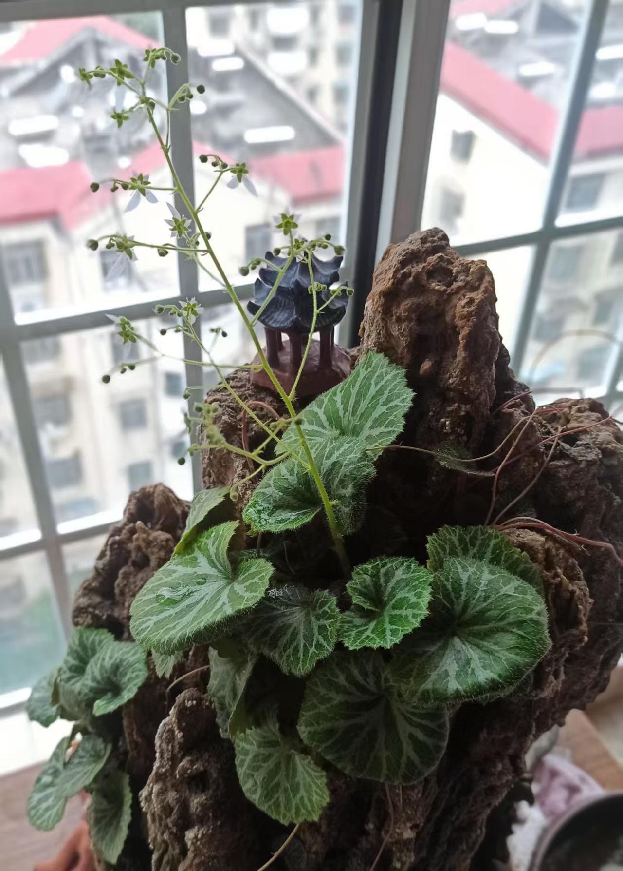 #夏日生活打卡季#家里盆景石头上，种着一簇金丝荷叶，这几天突然长出一根花茎来，