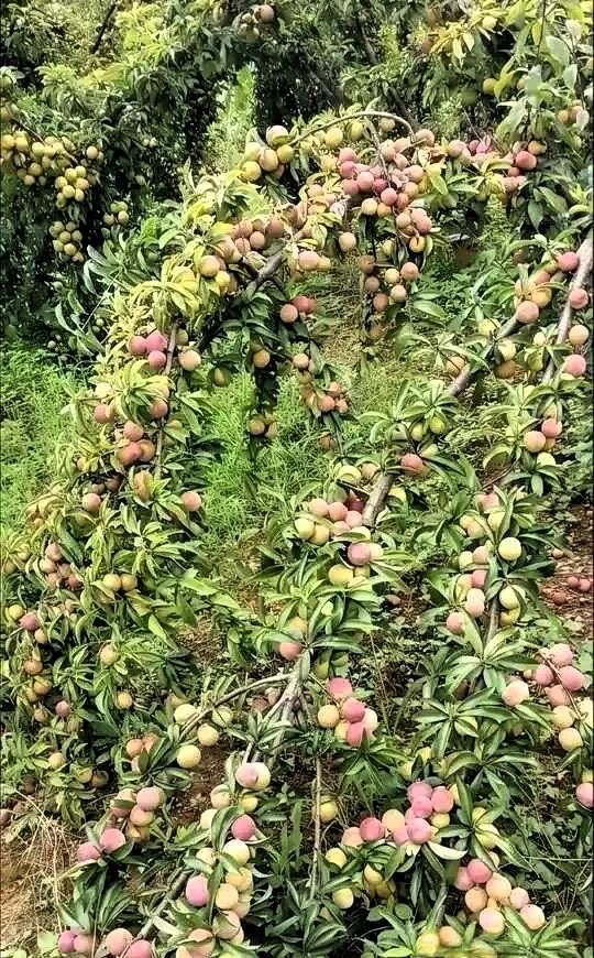 近日，山东临沂，一位果农去自家果园查看果树长势时，没成想，竟意外发现了一棵他从来
