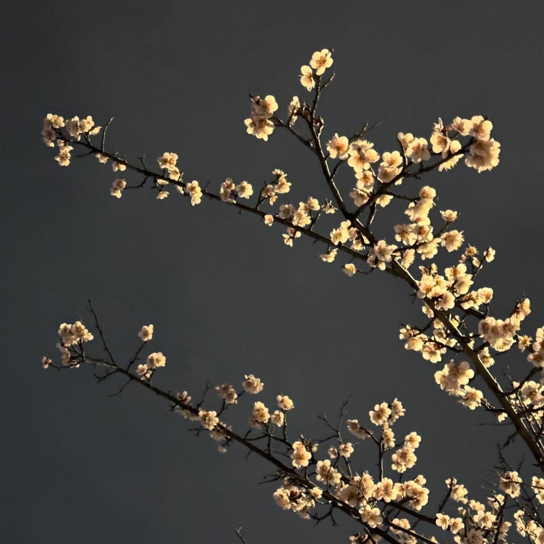 1000泥土在掌心微凉，像握住了春天的信笺。轻轻挖开，埋下种子，仿佛把一个未完成