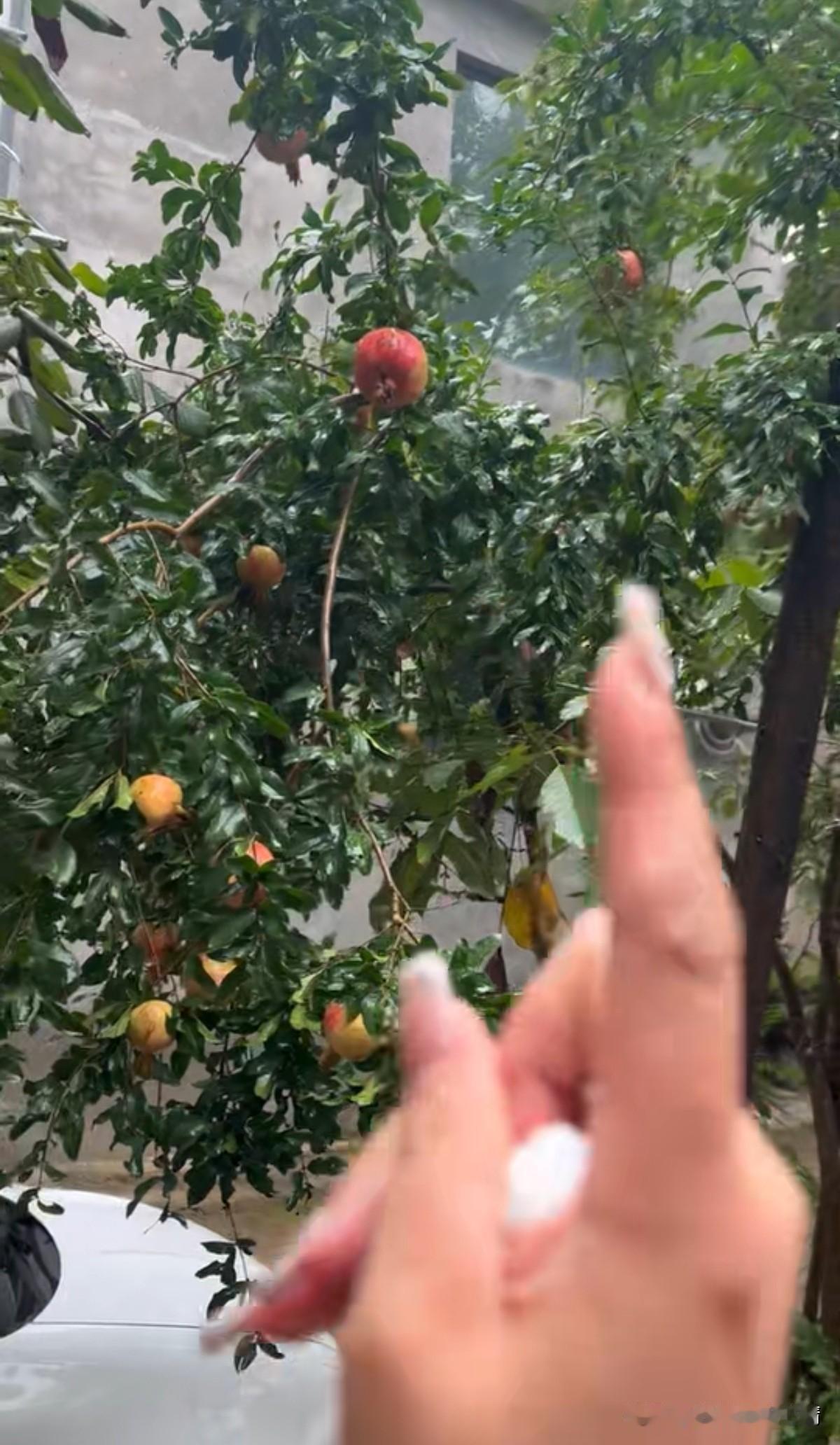 家人们，老家种的石榴成熟了，快看，结的果子多好！红的黄的挂满枝头，这几天天天下雨
