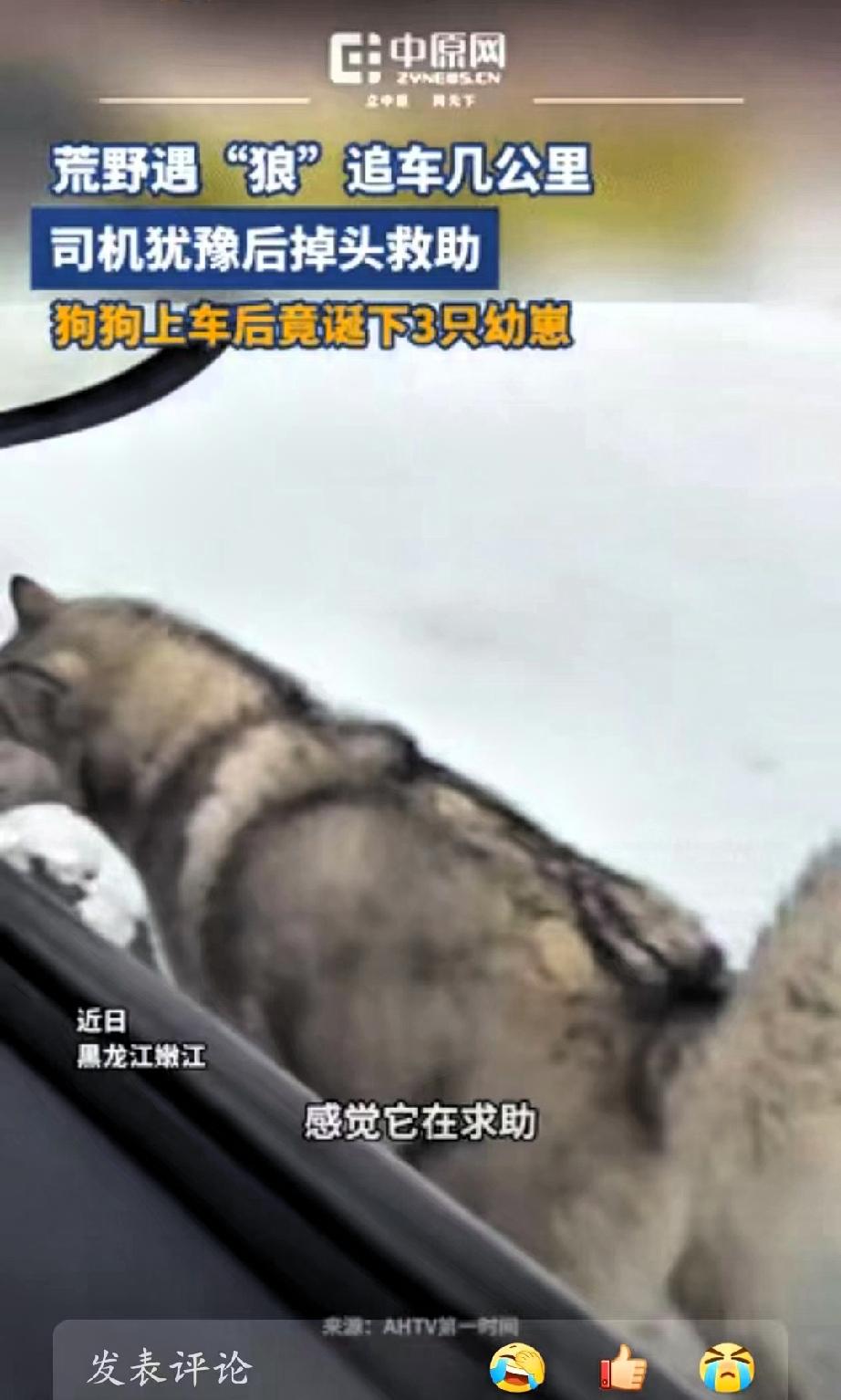 黑龙江，女子开车遇到一只狗狗追车，她起初没有停车，继续前行。可这只狗并没有放弃，